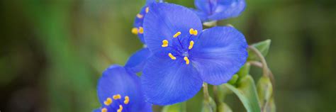 Purple Blue Colorado Wildflowers Western Spiderwort Flower