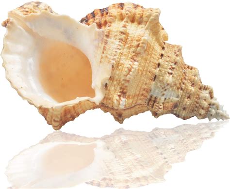 Jangostor Large Natural Sea Shells Huge Ocean Conch 7 8