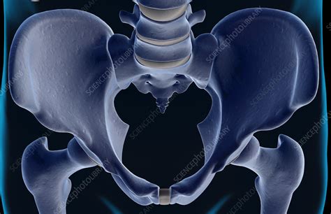 The Bones Of The Pelvis Stock Image F0015770 Science Photo Library