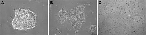 Morphology Of Human Embryonic Stem Cells And Foreskin Fibroblasts A