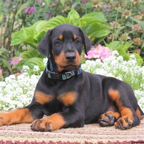 No vicious z factored whites!!!akc european world class champion lined doberman puppies for sale. Julius-K9 Harnesses, collars and others - K9harness.com ...