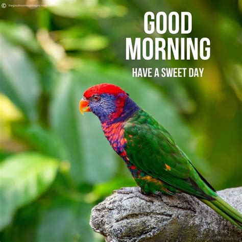 20 Beautiful Good Morning With Parrot Good Morning Wishes