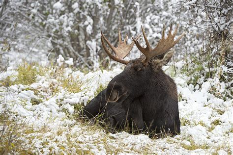 Bull Moose Bedded Down In Snow Photograph By Robert Andersen Fine Art