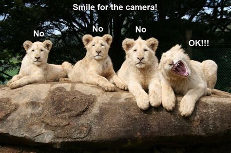 30 Funny Animal Captions Part 12 30 Pics Amazing