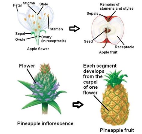 Fruits Different Types And Their Features Attemptnwin Fruit Kinds