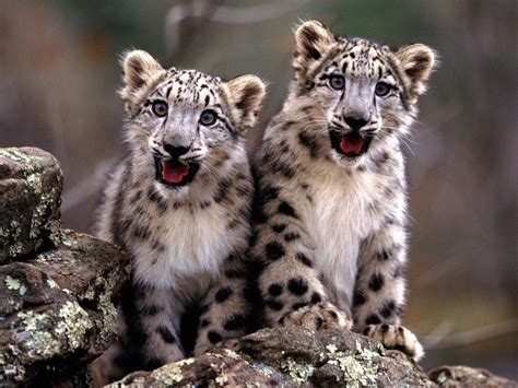 Snow Leopard Cubs Wallpaper Free Hd Cubs Downloads