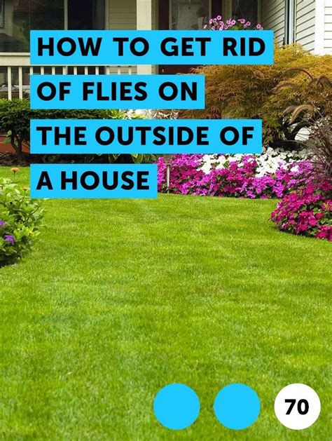 One great way we recommend to get rid of frogs is to release natural predators into the area. How Can I Get Rid Of Flies In My Backyard - BACKYARD HOME