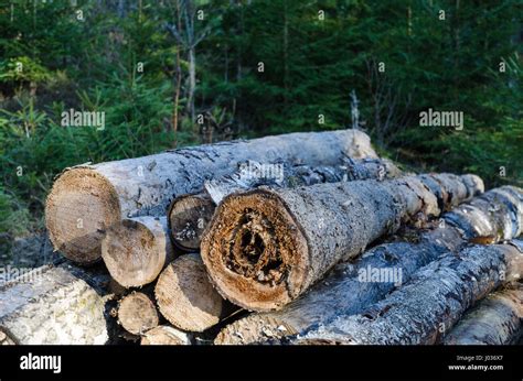 Firewood Pile With Root Rotten Timber Stock Photo Alamy