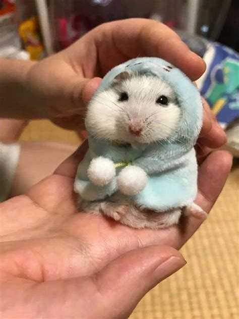 Hamster Wearing A Hoodie 😍 Hamster Wearing A Hoodle Funny Hamsters