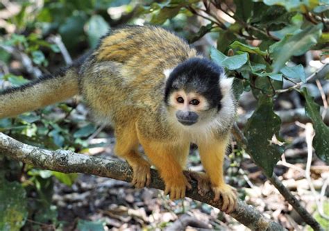 Squirrel Monkey For Sale Luxury Pet Source Buy Baby Monkeys