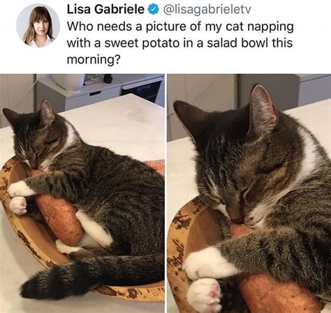 Cat Cuddling With A Sweet Potato Cat Cuddle Cute Baby