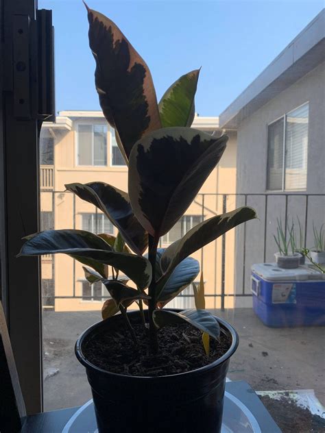 Whats Causing These Brown Spots On My Ficus Elastica Leaves I Got