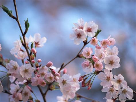 Free Download Wallpaper Flower Wallpaper Cherry Blossom