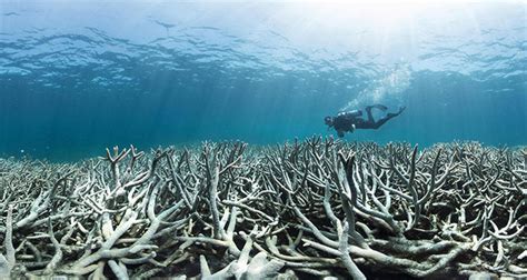 Half Of Australias Great Barrier Reef Coral Dead Or Dying