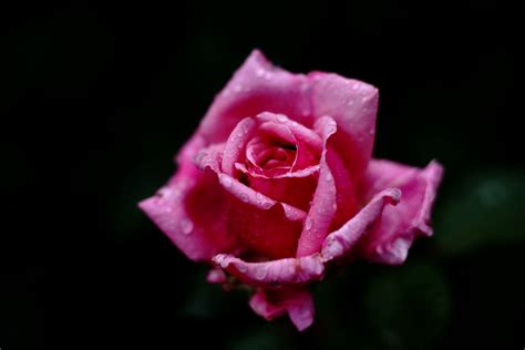 Pink Rose Photography Hd Wallpaper Wallpaper Flare