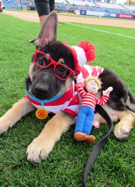 Pin By Ty Newman On For When You Think Dog Halloween Costumes