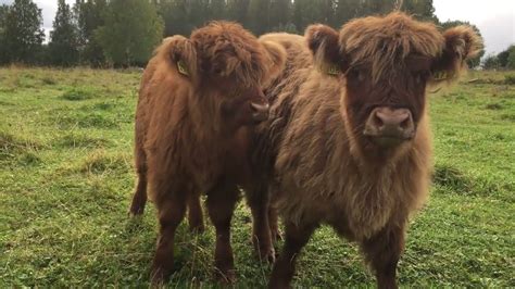 Scottish Highland Cattle In Finland Fluffy Calves Mooing Moo Moo Moo
