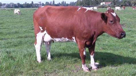 Red Holstein Friesian Cows Youtube