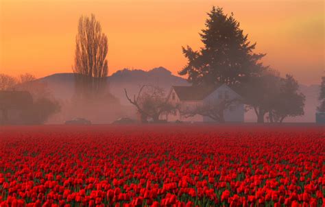 Wallpaper Field The Sky Trees Flowers Mountains Fog House