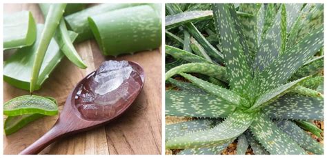 An excellent remedy to treat tattoos aloe vera: 5 mejores beneficios del aloe vera para la salud - Mejor ...