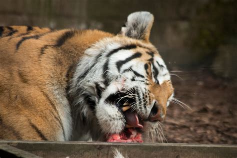Tiger A Tiger Eating Dinner At Whipsnade Zoo Barney Moss Flickr