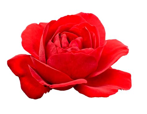 Download free flower png with transparent background. 5 Flower Red Rose PNG Image Transparent | OnlyGFX.com