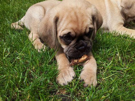 Our customers like to keep us updated on our puggles to let us know how they're doing and we love to see updated pictures. Puggle Puppy | Sandbach, Cheshire | Pets4Homes