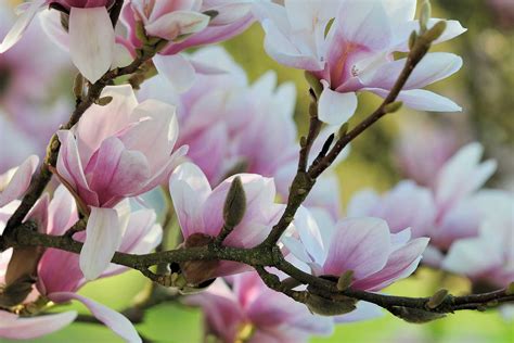 Get 1 free product today 6000+ gardening products all india delivery. The magnolia tree is one that will make your front garden ...