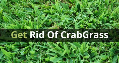 Sep 12, 2019 · the presence of crabgrass can be an indication that there are underlying issues with the lawn, so getting a soil test is a good place to start. How to Get Rid of Crabgrass for Good - Blue Grass Lawn ...