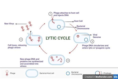 Lytic Cycle Of Bacteriophage Virus Introdcution And Stages