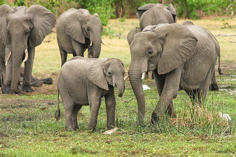 Are Elephants Endangered • • Earthpedia