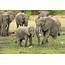 Are Elephants Endangered • Earthcom Earthpedia