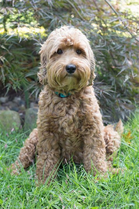understanding archview protecting our puppies archview labradoodles llc