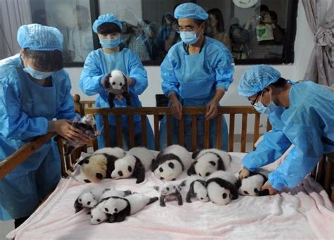 14 Panda Cubs Cuddle In A Crib During Panda Party Ny Daily News