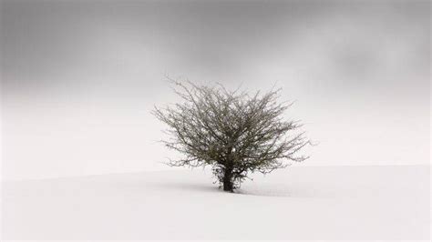 Nature Landscape Minimalism Trees Simple Winter Snow