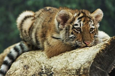 61 Best Orange Tiger Cubs Images On Pinterest Baby Tigers Tiger Cubs