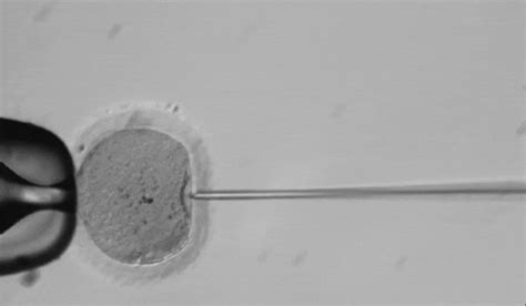 Scientists Edit The First Human Embryos In The United States