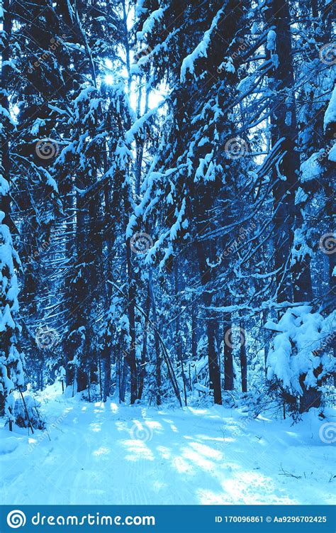 Beautiful Winter Forest In Trendy Classic Blue Color Of The Year Stock