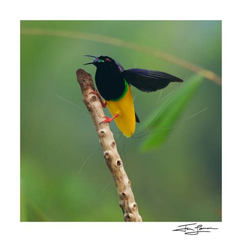 Twelve Wired Bird Of Paradise Male Photography Art Tim Laman Photography