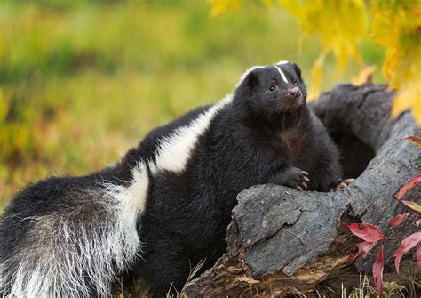 Skunk Mating Season 10 Things You Need To Know