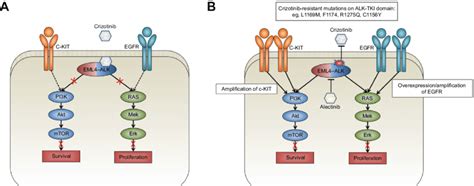 Eml4alk Pathways And The Mechanism Of Resistance To Crizotinib Notes