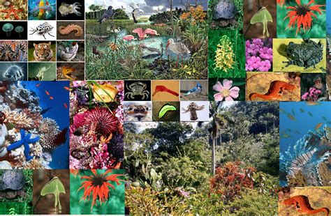 ¿ Que Es La Biodiversidad Y Sus Palabras ¿ Jardines Sin Fronteras