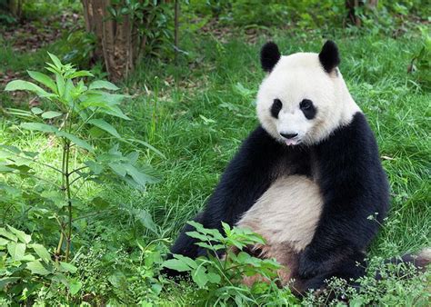 Great Panda Showing Its Tongue Greeting Card By Fototrav
