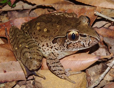 Giant Barred Frog Mixophyes Iteratus