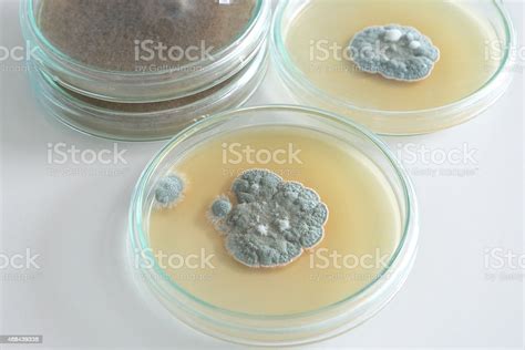 Penicillium Fungi On Agar Plate Stock Photo Download Image Now 2015