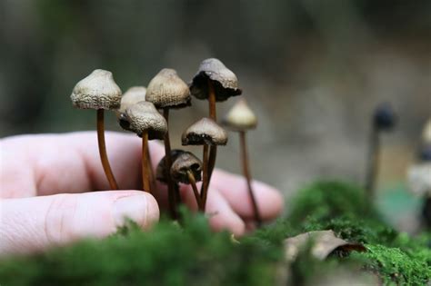 Magic Mushrooms Understanding The Types And Effects Rehab Guide