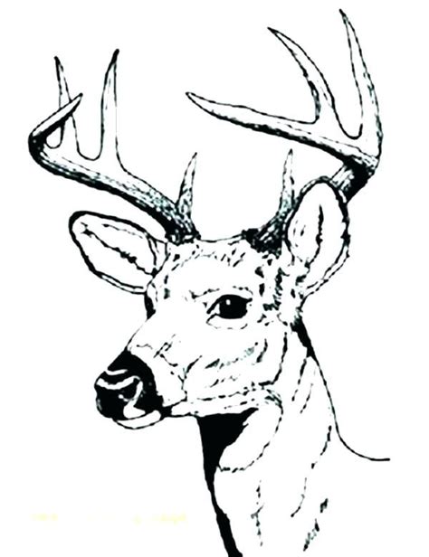 Grab Your Fresh Coloring Pages Deer Free