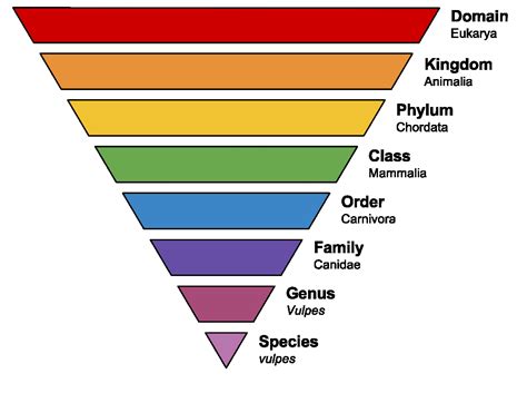 Classification Pyramid Of Living Things My Xxx Hot Girl