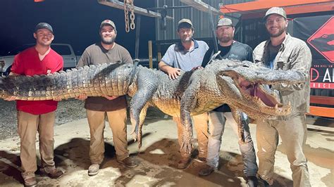 Mississippi Hunters Land 787 Pound 13 Foot Alligator In Yazoo River