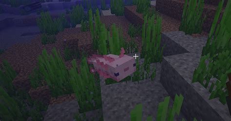 How To Breed Axolotls In Minecraft